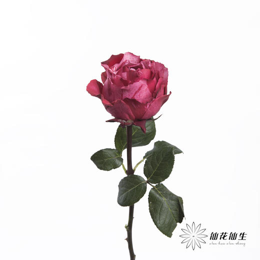 单头玫瑰 | 幸运女神 商品图2