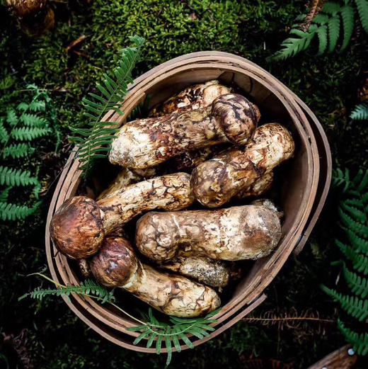 【香格里拉新鲜松茸】 香格里拉新鲜松茸 产地直发出口级礼盒装 实地考察 一级品质 商品图0