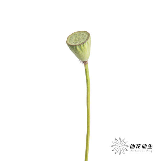 配果 | 莲蓬 商品图2
