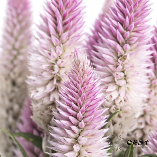 配花 | 多头凤尾粉色 商品图1