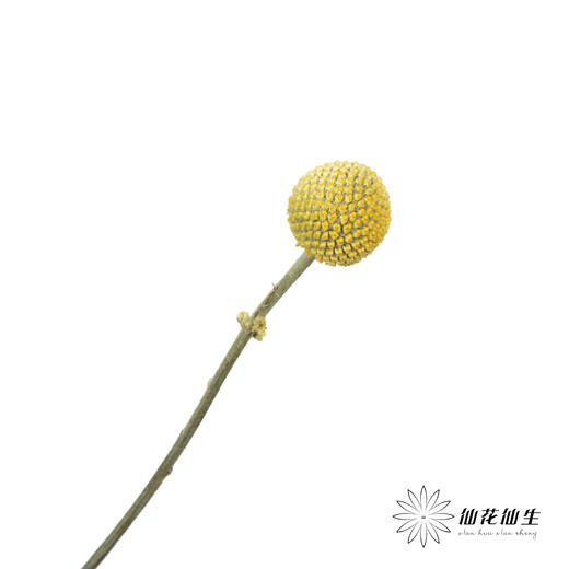 配果 | 黄金球 商品图1