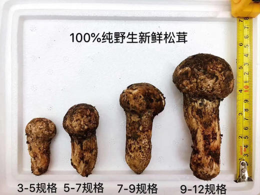 【香格里拉新鲜松茸】 香格里拉新鲜松茸 产地直发出口级礼盒装 实地考察 一级品质 商品图1