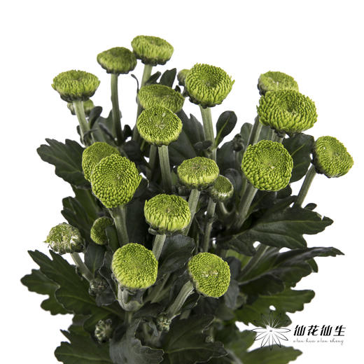 小菊 | 纽扣菊绿色 商品图3