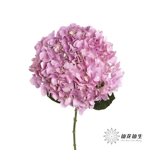 绣球 | 大海粉 商品图0