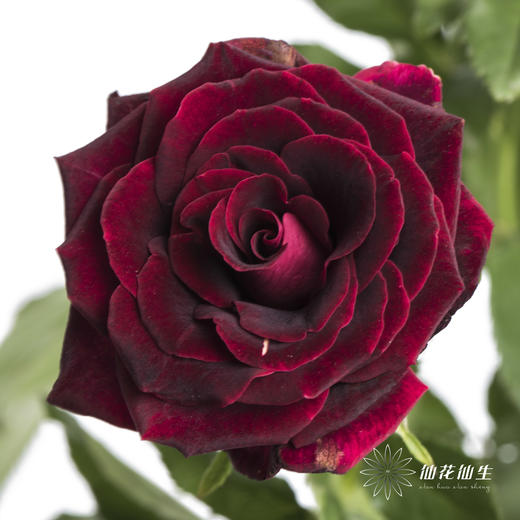 多头玫瑰 | 紫罗兰 商品图2