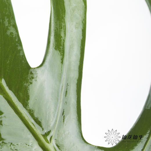 叶材 | 龟背叶 商品图2