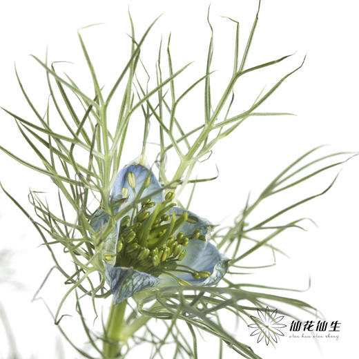 配花 | 黑种草蓝色 商品图1