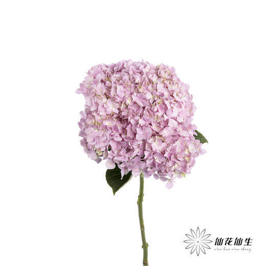 绣球 | 浅粉 商品图1