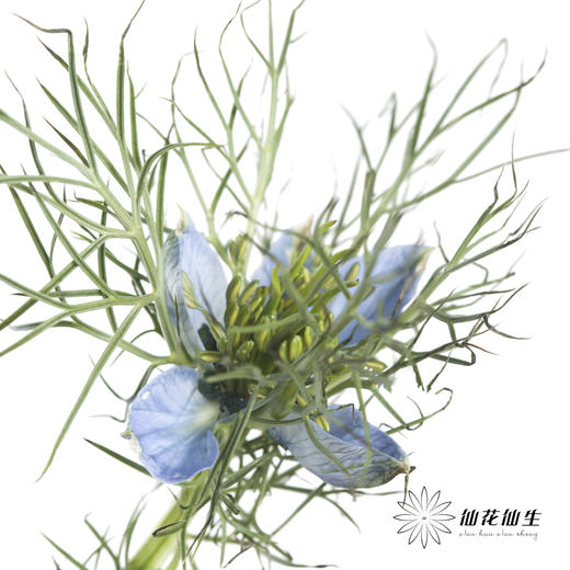 配花 | 黑种草蓝色 商品图2