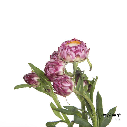 配花 | 麦秆菊粉色 商品图2