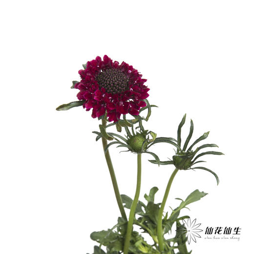 配花 | 松虫草红色 商品图0
