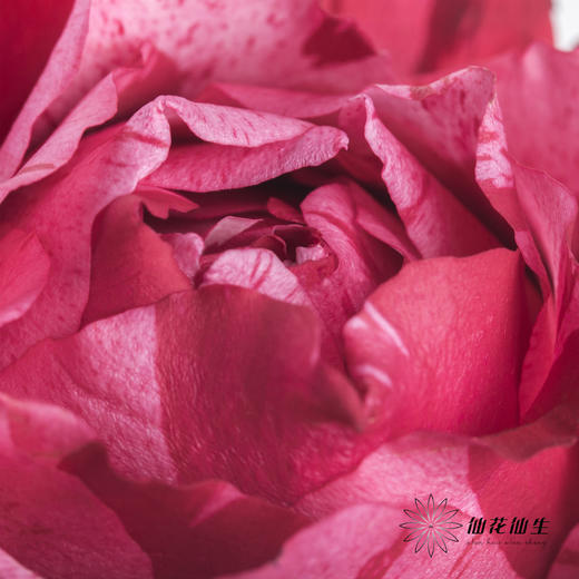 单头玫瑰 | 幸运女神 商品图1