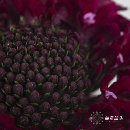 配花 | 松虫草红色 商品图2