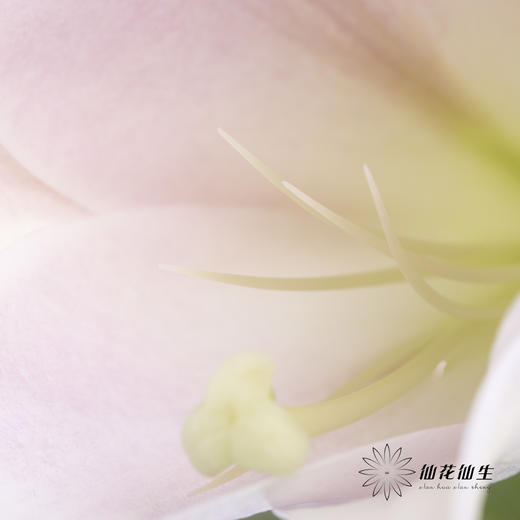 百合 | 铁炮粉色 商品图4