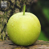 翠冠梨9枚装 商品缩略图2