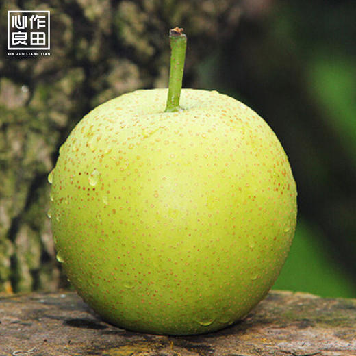 翠冠梨9枚装 商品图2