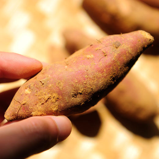 锄禾小番薯500g 商品图1