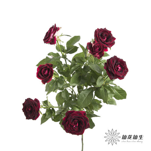 多头玫瑰 | 紫罗兰 商品图0