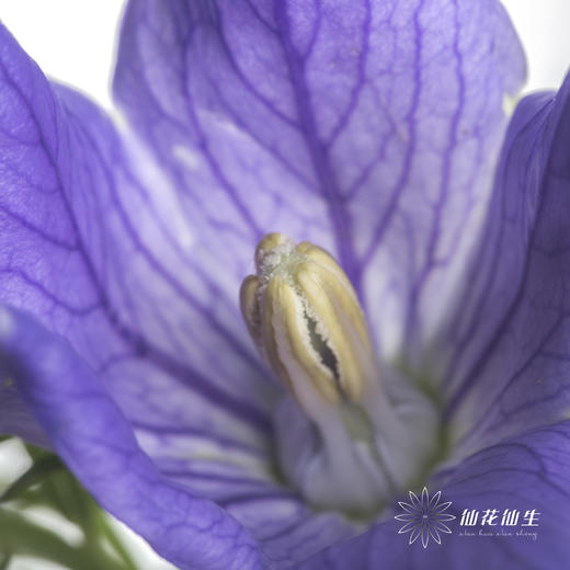 配花 | 中国桔梗紫色 商品图1