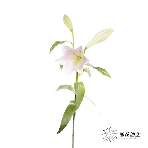 百合 | 铁炮粉色 商品图10