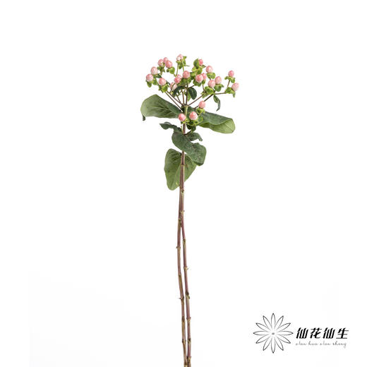 配果 | 火龙珠粉色【运输途中果子易掉，介意慎拍】 商品图3