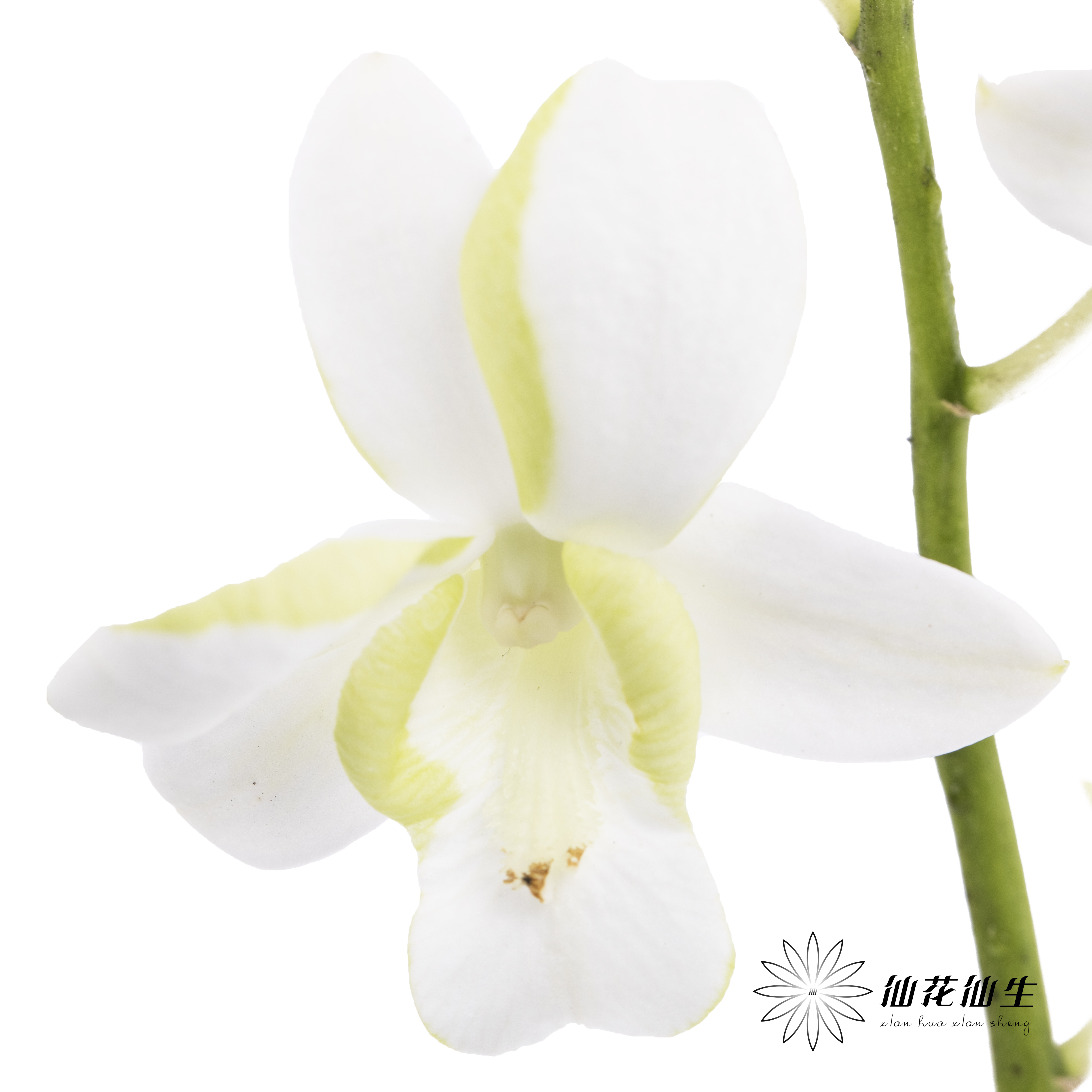 兰花 | 洋兰白色