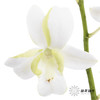 兰花 | 洋兰白色 商品缩略图0