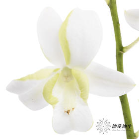 兰花 | 洋兰白色