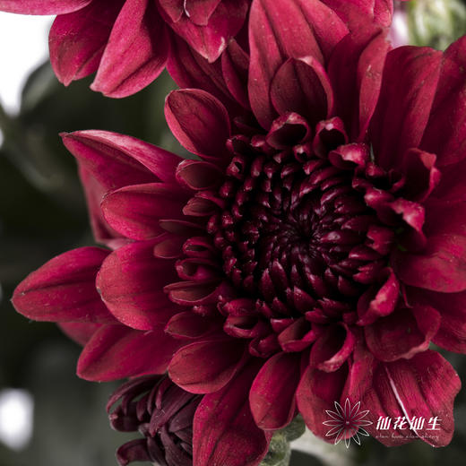 小菊 | 红丹特 商品图1