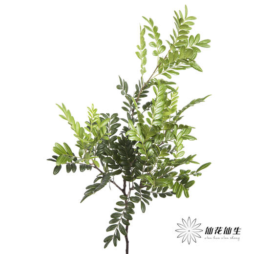 叶材 | 清香木 商品图2