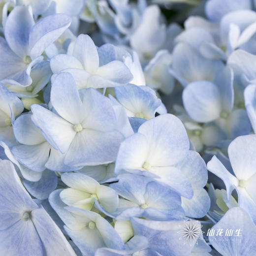 绣球 | 浅蓝 商品图4