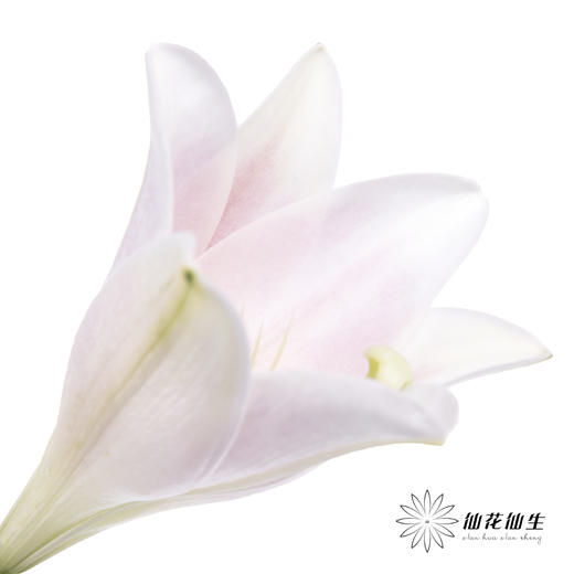 百合 | 铁炮粉色 商品图3