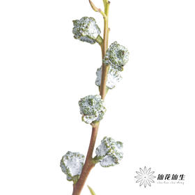 配果 | 尤加利果(养护过程中可能会开花，不售后，介意慎拍）