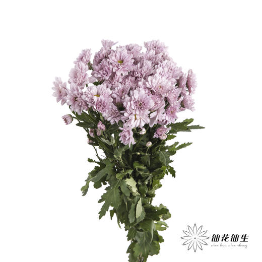 小菊 | 汉城 商品图3