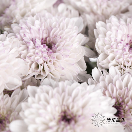 小菊 | 马蒂斯 商品图2