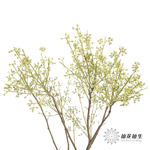 配果 | 小米果【运输途中果子易掉，介意慎拍】 商品图1