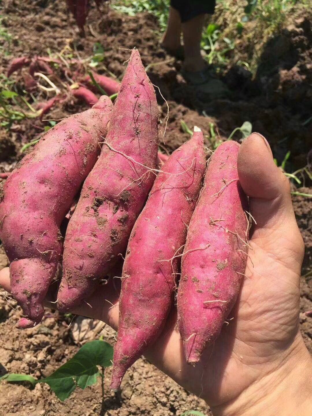 现货可发临安小香薯5装全国包邮香甜糯口口齿留香