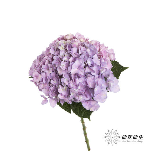 绣球 | 大海紫【天气原因可能有色差，以实际发货为准】 商品图0