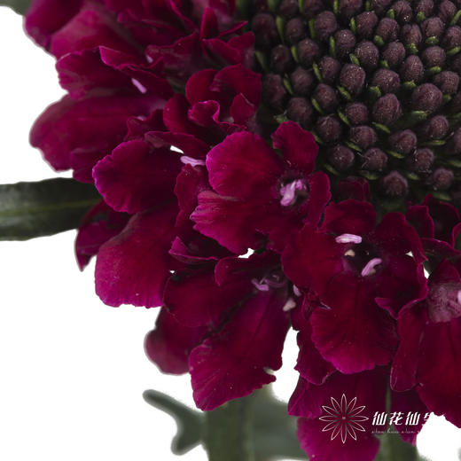 配花 | 松虫草红色 商品图3