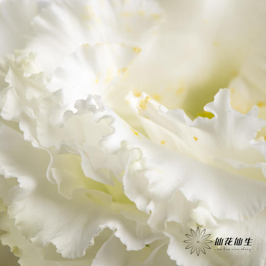 洋桔梗 | 波浪白色 商品图8