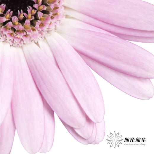 非洲菊 | 真爱 商品图3