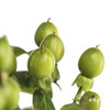 配果 | 火龙珠绿色 商品缩略图1