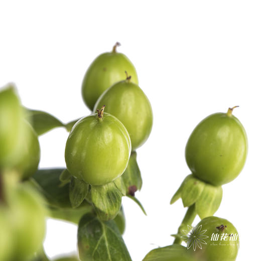 配果 | 火龙珠绿色 商品图1