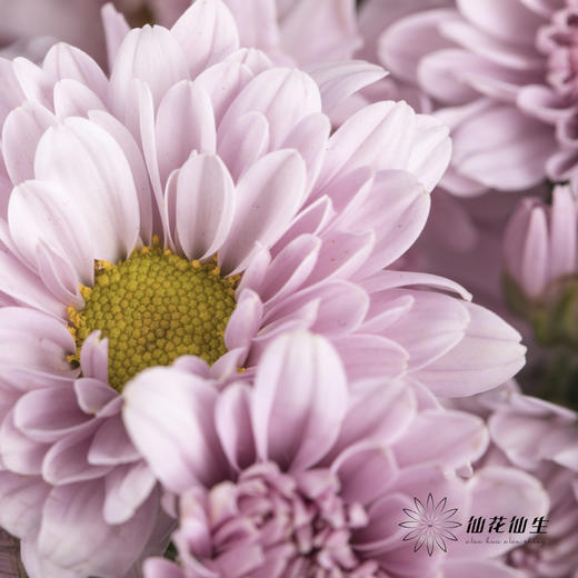 小菊 | 汉城 商品图0