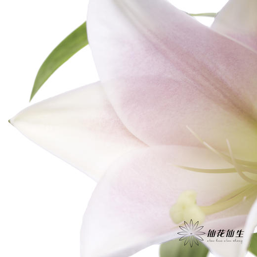 百合 | 铁炮粉色 商品图6