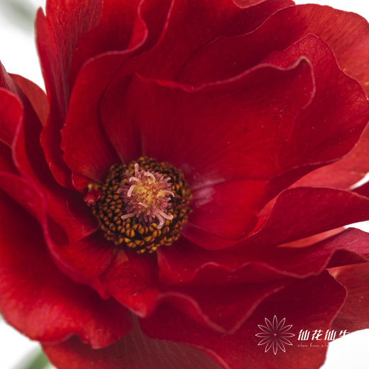 配花 | 蝴蝶洋牡丹红色 商品图3