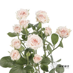 多头玫瑰 | 心悦宝贝