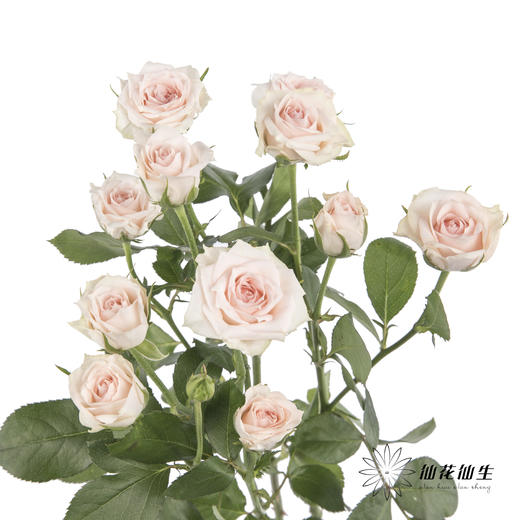 多头玫瑰 | 心悦宝贝 商品图0