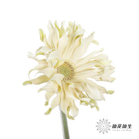 非洲菊 | 香格里拉