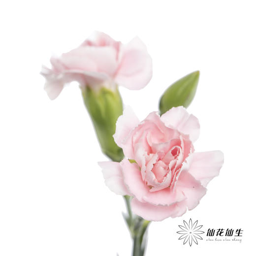 多头康乃馨 | 粉太子 商品图0